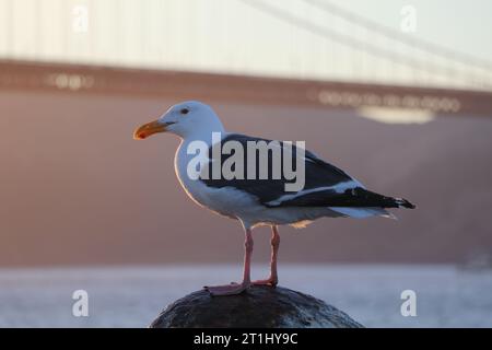 San Francisco | Seagull en face du Golden Gate Bridge. Banque D'Images