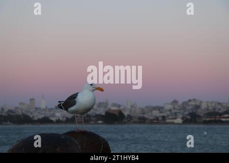 San Francisco | Seagull en face du Golden Gate Bridge. Banque D'Images