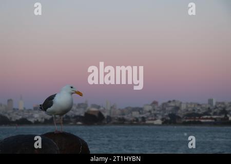 San Francisco | Seagull en face du Golden Gate Bridge. Banque D'Images