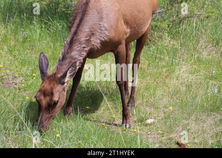 Femelle de chevreuil debout sur un pré et en pâturage, en été, parc national Jasper, Canada, (capreolus capreolus). Banque D'Images