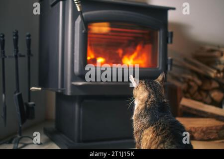 Vue arrière du chat domestique regardant brûler du bois dans le poêle à la maison. Banque D'Images