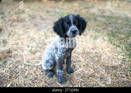 Une triste canine noire et blanche debout sur la ferme. Portrait d'un Cocker Spaniel anglais regardant la caméra Banque D'Images
