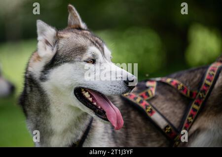 Drei Gleichen, Allemagne. 14 octobre 2023. Le Husky sibérien Geordie (5 ans) sur le parcours de golf 'Drei Gleichen' à Mühlberg. C’est là que se tiendront les Championnats du monde WSA Dryland (Championnats du monde de chiens de traîneau) du 8 au 12 décembre 2023. Thuringe est la deuxième hôte de la compétition, qui se tiendra sans neige. Crédit : Jacob Schröter/dpa/Alamy Live News Banque D'Images