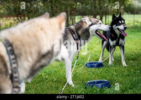 Drei Gleichen, Allemagne. 14 octobre 2023. Les Huskies sibériennes (de gauche à droite) Candy (14 ans), Geordie (5 ans) et Bandit (8 ans) sur le parcours de golf 'Drei Gleichen' à Mühlberg. C’est là que se tiendront les Championnats du monde WSA Dryland (Championnats du monde de chiens de traîneau) du 8 au 12 décembre 2023. Thuringe est la deuxième hôte de la compétition, qui se tiendra sans neige. Crédit : Jacob Schröter/dpa/Alamy Live News Banque D'Images