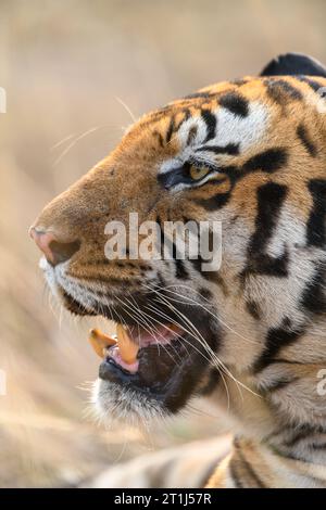 Gros plan du profil latéral d'un tigre mâle mature de Bandhavgarh Banque D'Images
