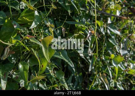 Gros plan de sarsaparrilla méditerranéenne sauvage, Smilax aspera, au coucher du soleil sur l'île de Majorque, en Espagne Banque D'Images