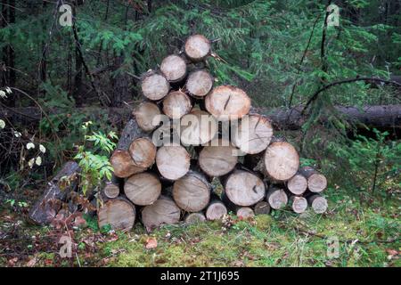 Un tas de bois après la déforestation. Les grumes d'arbres reposent sur le sol dans la forêt. Bois de chauffage haché sec empilé les uns sur les autres. Banque D'Images