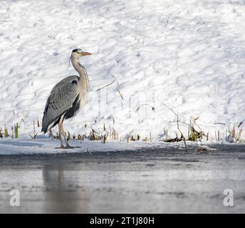 Hivernage de l'héron gris (Ardea cinerea) à Katwijk, pays-Bas. Banque D'Images