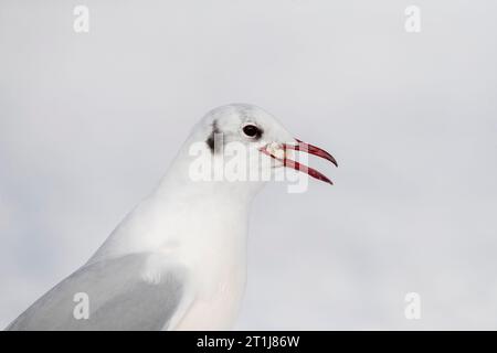 Hivernage de la Mouette à tête noire commune (Croicocephalus ridibundus) à Kawijk, pays-Bas. Adulte en plumage hivernal debout sur la neige. Banque D'Images