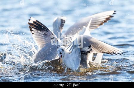 Hivernage de la Gulf à tête noire commune (Croicocephalus ridibundus) luttant pour la nourriture en mer à Kawijk, pays-Bas. Une Mouette commune dans le mélange comme wel Banque D'Images