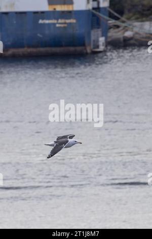 seagull survolant la mer du nord Banque D'Images