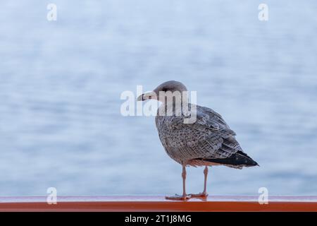 gros plan d'un super skua perché Banque D'Images