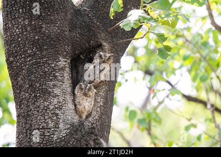 Un hibou indien Scoops reposant à côté de leur maison au sommet d'un arbre à l'intérieur de la réserve de tigres de Pench pendant un safari animalier Banque D'Images