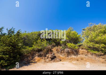 Belle vue sur les pins verts de montagne sur l'île de Rhodes près de la route de montagne. Grèce. Banque D'Images