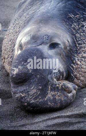 Éléphant de mer, parc d'État d'Ano Nuevo, Californie Banque D'Images