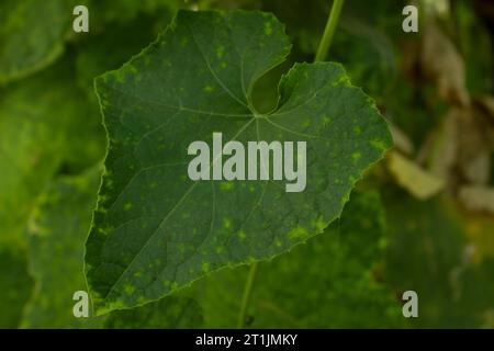 Feuille verte de courge Ridge dans le jardin. Vue rapprochée. Banque D'Images