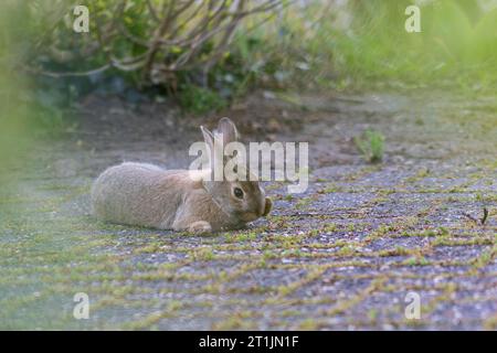 Portrait d'un lapin reniflant les pierres d'une allée. Le lapin est juste allongé là. Peut-être que l'animal mammifère a été blessé quand il a été volé par une voiture. Banque D'Images