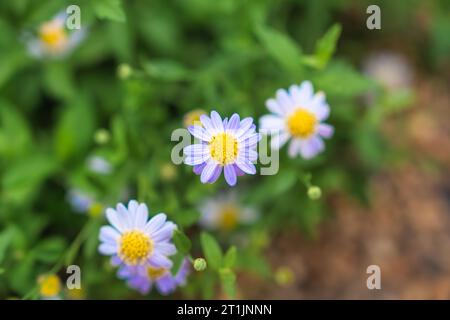 Vue de dessus de la fleur d'Asteraceae avec feuille violette et pollen jaune poussant dans le jardin tropical Banque D'Images