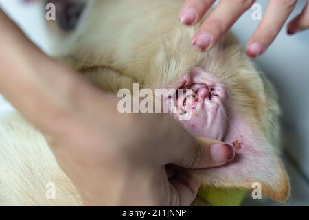 Femme main cueillant une tique suçant le sang sur la peau du chien. Insecte porteur dangereux à propos des parasites du sang canin Banque D'Images