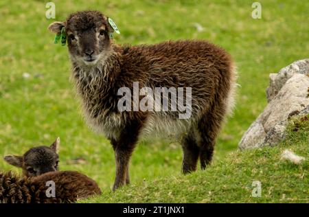 Agneau de Soay sur l'île hirta , archipel de St.Kilda en juin 2023 Banque D'Images