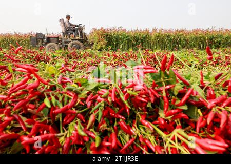 Pékin, province chinoise du Hebei. 14 octobre 2023. Un agriculteur récolte des piments dans le district de Fengnan de la ville de Tangshan, dans la province du Hebei, dans le nord de la Chine, le 14 octobre 2023. Crédit : Li Xiuqing/Xinhua/Alamy Live News Banque D'Images