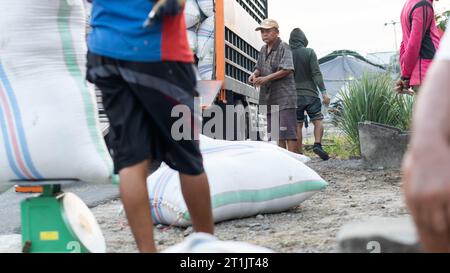 Pinrang Indonésie, 14 octobre 2023 : récolte des céréales des agriculteurs dans des sacs achetés par des commerçants, après-midi dans le village de Masolo Pinrang, agriculteurs indonésiens Banque D'Images