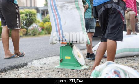 Pinrang Indonésie, 14 octobre 2023 : récolte des céréales des agriculteurs dans des sacs achetés par des commerçants, après-midi dans le village de Masolo Pinrang, agriculteurs indonésiens Banque D'Images