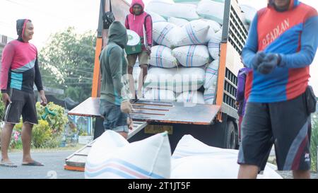 Pinrang Indonésie, 14 octobre 2023 : récolte des céréales des agriculteurs dans des sacs achetés par des commerçants, après-midi dans le village de Masolo Pinrang, agriculteurs indonésiens Banque D'Images