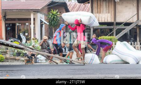 Pinrang Indonésie, 14 octobre 2023 : récolte des céréales des agriculteurs dans des sacs achetés par des commerçants, après-midi dans le village de Masolo Pinrang, agriculteurs indonésiens Banque D'Images