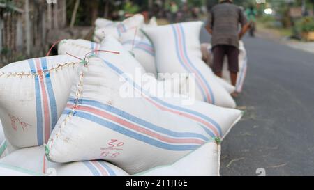 Pinrang Indonésie, 14 octobre 2023 : récolte des céréales des agriculteurs dans des sacs achetés par des commerçants, après-midi dans le village de Masolo Pinrang, agriculteurs indonésiens Banque D'Images