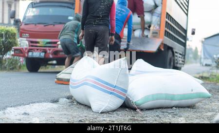 Pinrang Indonésie, 14 octobre 2023 : récolte des céréales des agriculteurs dans des sacs achetés par des commerçants, après-midi dans le village de Masolo Pinrang, agriculteurs indonésiens Banque D'Images