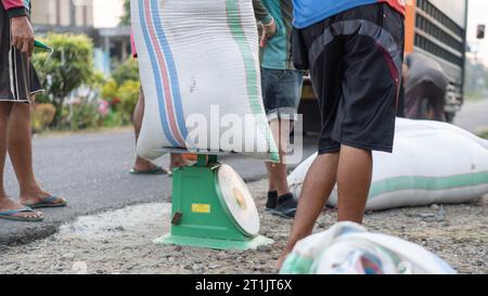 Pinrang Indonésie, 14 octobre 2023 : récolte des céréales des agriculteurs dans des sacs achetés par des commerçants, après-midi dans le village de Masolo Pinrang, agriculteurs indonésiens Banque D'Images