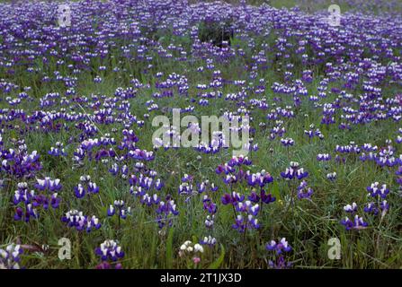 Lupine, réserve d'État d'Ano Nuevo, Californie Banque D'Images