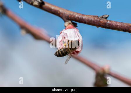 Abeille de l'Ouest, Apis mellifera, se nourrissant d'une fleur d'amandier. Photo prise dans la province de Ciudad Real, Espagne Banque D'Images