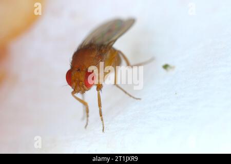 Mouche des fruits Drosophila Diptera parasite insecte nuisible sur les fruits dans les maisons Macro Banque D'Images