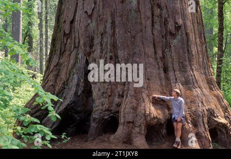 Arbre d'Agassiz, parc d'État Calaveras Big Trees, Californie Banque D'Images