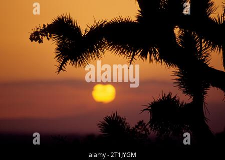 Joshua tree (Yucca brevifolia) Coucher du soleil, Saddleback Butte State Park, Californie Banque D'Images