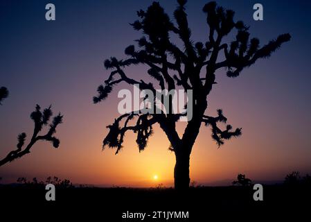 Joshua tree (Yucca brevifolia) Coucher du soleil, Saddleback Butte State Park, Californie Banque D'Images