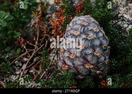 Cône de cèdre frais, tombé de branche d'arbre, se trouve dans des buissons verts. pommes de pin résineuses dans la nature sauvage pendant la saison de récolte de noix. Source de vitamines graisses Banque D'Images