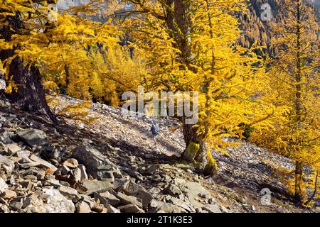 WA24571-00....WASHINGTON - Vicky Spring Backpacking sur le sentier du lac Boiling dans la forêt nationale de Wenatchee Okanogan. MR#S1 Banque D'Images