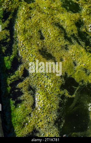 Les algues d'eau douce Spirogyra libèrent de l'oxygène dans l'air, la synthèse de l'oxygène dans les plans d'eau Banque D'Images