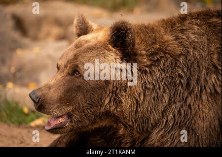 Ours du zoo de Pilsen. Banque D'Images