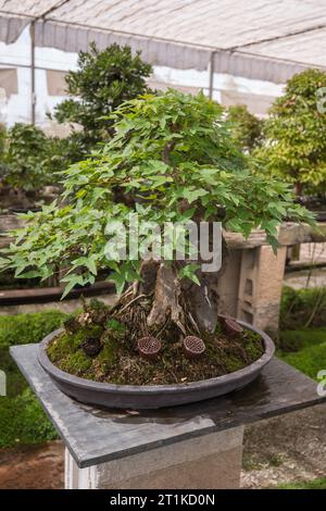 Bonsaï dans des pots à l'intérieur d'une pépinière de plantes. Plantes japonaises. Le concept pour le catalogue des plantes ornementales. Banque D'Images