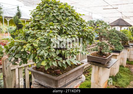 Bonsaï dans des pots à l'intérieur d'une pépinière de plantes. Plantes japonaises. Le concept pour le catalogue des plantes ornementales Banque D'Images