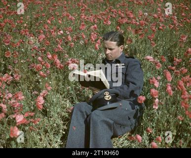 Le commandant de l'escadre Guy Gibson VC, Commandant de l'escadron no 617 (les briseurs de barrages) à Scampton, 22 juillet 1943. Le commandant de l'escadre Guy Gibson assis dans un champ de coquelicots en lisant un livre. Banque D'Images