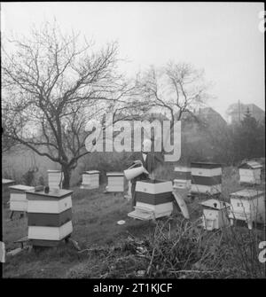 Le jardinage communautaire- Production alimentaire en temps de guerre à Rowney vert, Worcestershire, Angleterre, RU, 1943 M. S Dodsley, chef de l'apiculteur de la production alimentaire au Club Rowney vert, Worcestershire, tend ses ruches. Selon la légende originale 'il garde quelques vingt ruches, se spécialise dans l'élevage des reines. Son conseil est toujours là pour les membres du club qui gardent une ou deux ruches'. Il nourrit les abeilles avec une solution de sucre et d'eau. Banque D'Images