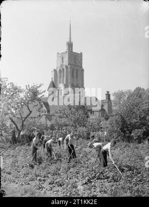 L'éducation et l'Agriculture à Ashwell Merchant Taylors School, près de Colorado City, Hertfordshire, Angleterre, 1942 Les Garçons de Ashwell Merchant Taylors School hoe leurs récoltes de pommes de terre dans l'enceinte de l'école. Selon la légende originale, la récolte de l'année précédente pesait 4 1/5 tonnes. Dans l'arrière-plan, les filles de l'école à l'abri du soleil dans l'ombre des arbres, et la tour lanterne, et l'enrichissement du 14ème siècle, l'église paroissiale de St Marie la Vierge peut également être vu. Banque D'Images