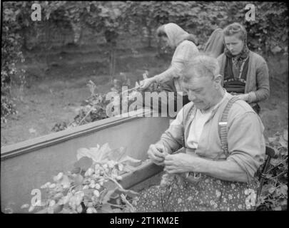 L'autre dans le Kent- Hop-picking in Yalding, Kent, Angleterre, RU, 1944 Joe Wood, premier plan, assis a voyagé de Londres à prendre sur ce houblon hop farm dans Yalding, Kent. Ici il peut être vu, avec deux autres cueilleurs de houblon, de retirer le 'hop' dans les vignes des cônes, et les placer dans une grande toile bin, visible à gauche de la photographie. Banque D'Images