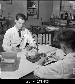 La pénicilline Passé, présent et avenir- le développement et la production de la pénicilline, l'Angleterre, 1943 dans un laboratoire de recherche, les scientifiques l'inoculer des souris avec la pénicilline dans le cadre d'un programme de recherches menées en Grande-Bretagne, au Canada et aux États-Unis. Ces expériences permettront de déterminer comment le médicament peut être utilisé. Banque D'Images