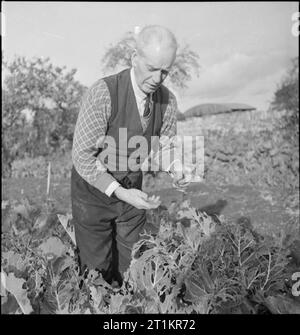 Village autonome- La vie à Hovingham, Yorkshire, d'octobre 1942 Sur un après-midi ensoleillé de Hovingham, 82 ans Dickinson Oldfield picks chenilles à la main à partir des choux cultivés dans le village par l'Association des produits locaux. M. Oldfield est né à Hovingham. Banque D'Images